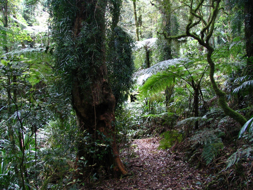 Mt Hobwee Track