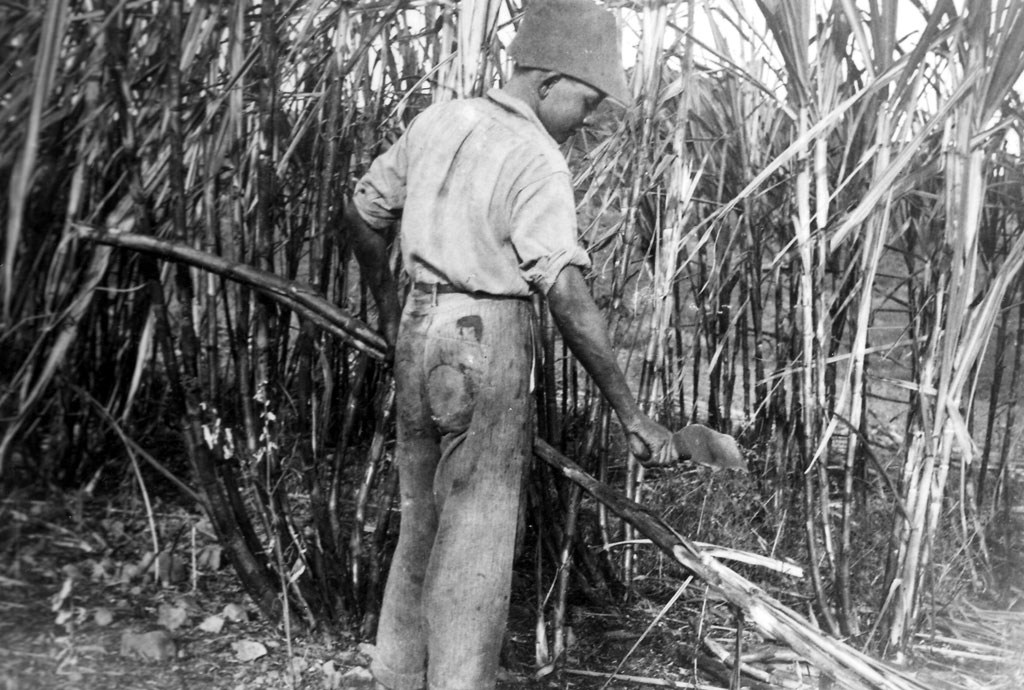 1939_self_cutting_cane-1