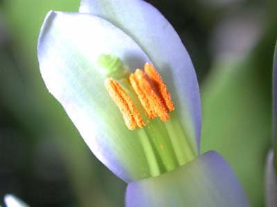 Garden-Flow_08