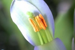 Garden-Flow_08