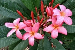 Garden-Flower_01.JPG