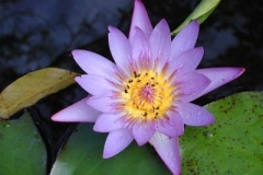 Nymphaea_05