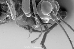 1_Image1