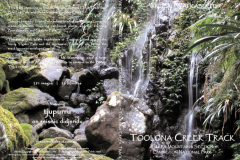 Toolona-Creek-Track, Lamington National Park