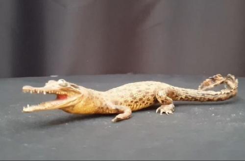 croc baby