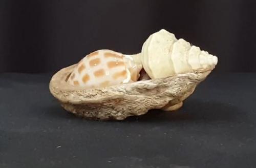 shells